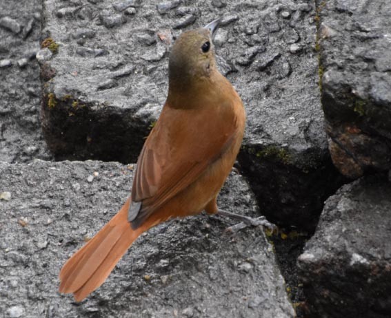 Ruby-crowned Tanager - ML643684078