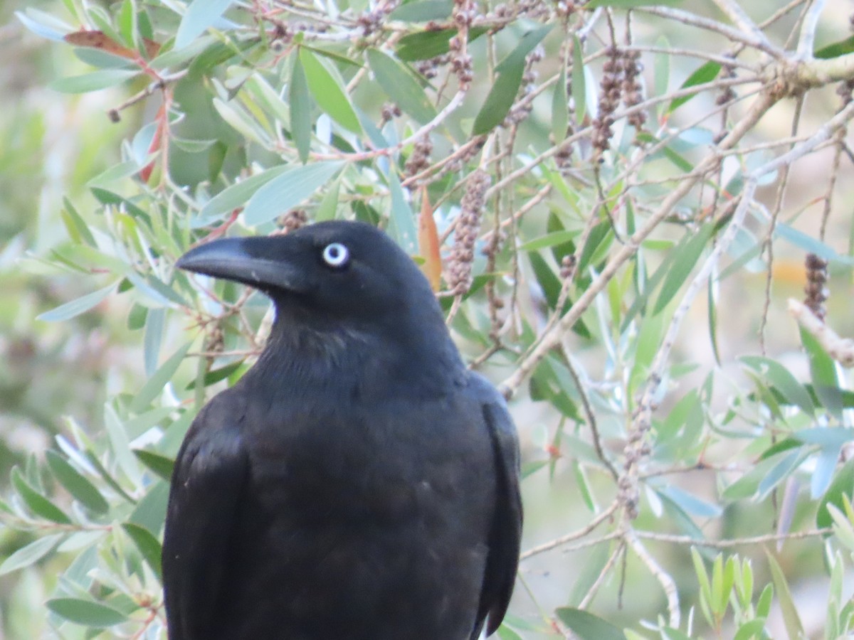 Corbeau de Tasmanie - ML643684080