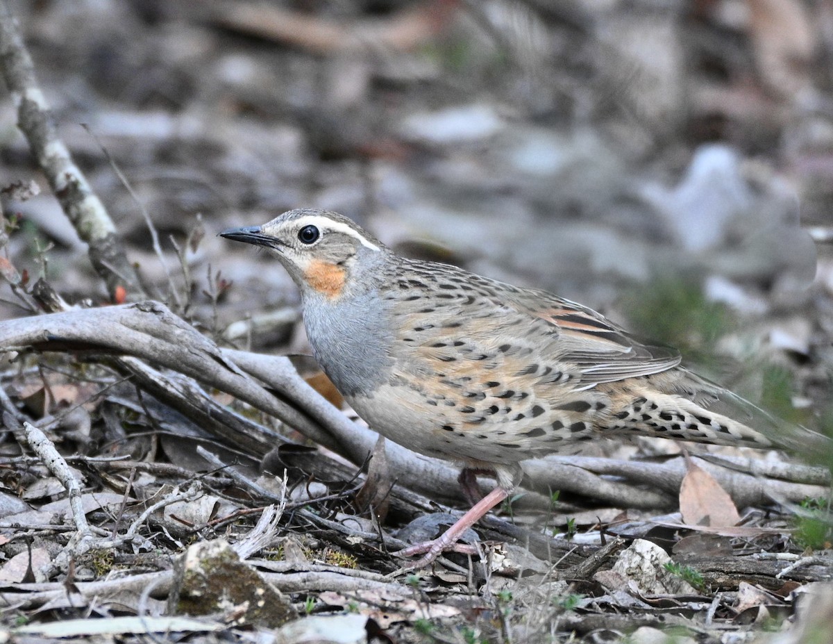 Spotted Quail-thrush - ML643684107