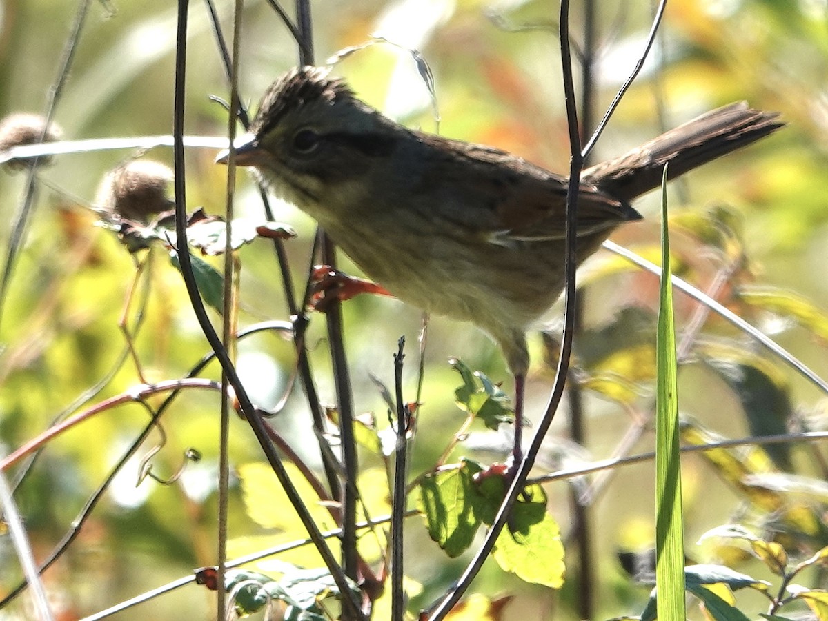 Swamp Sparrow - ML643684115