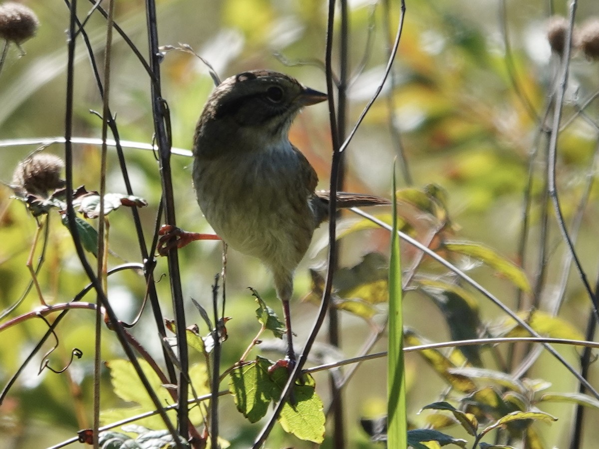 Swamp Sparrow - ML643684116