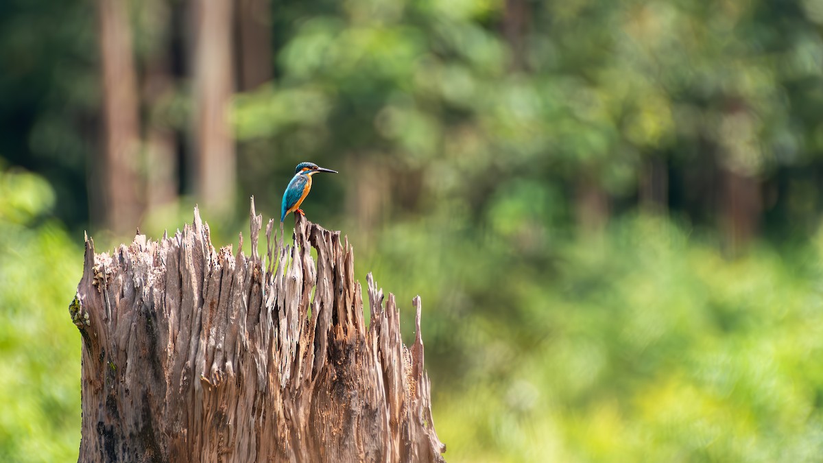 Common Kingfisher - ML643684173