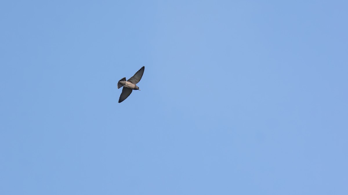 Ashy Woodswallow - ML643684192