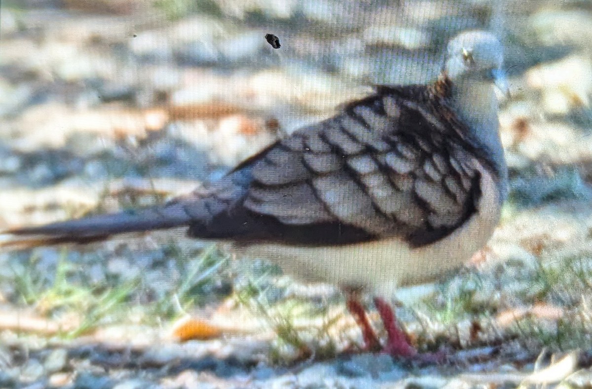 Bar-shouldered Dove - ML643684198