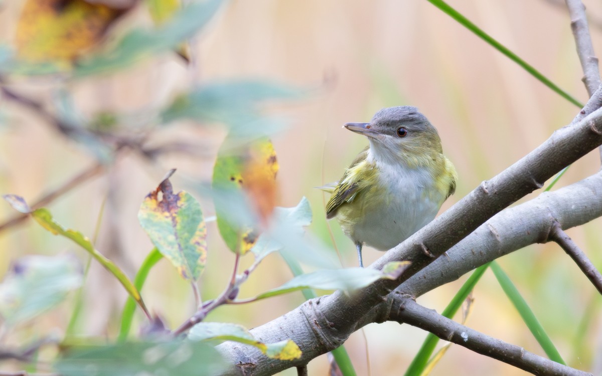 Yellow-green Vireo - ML643684216