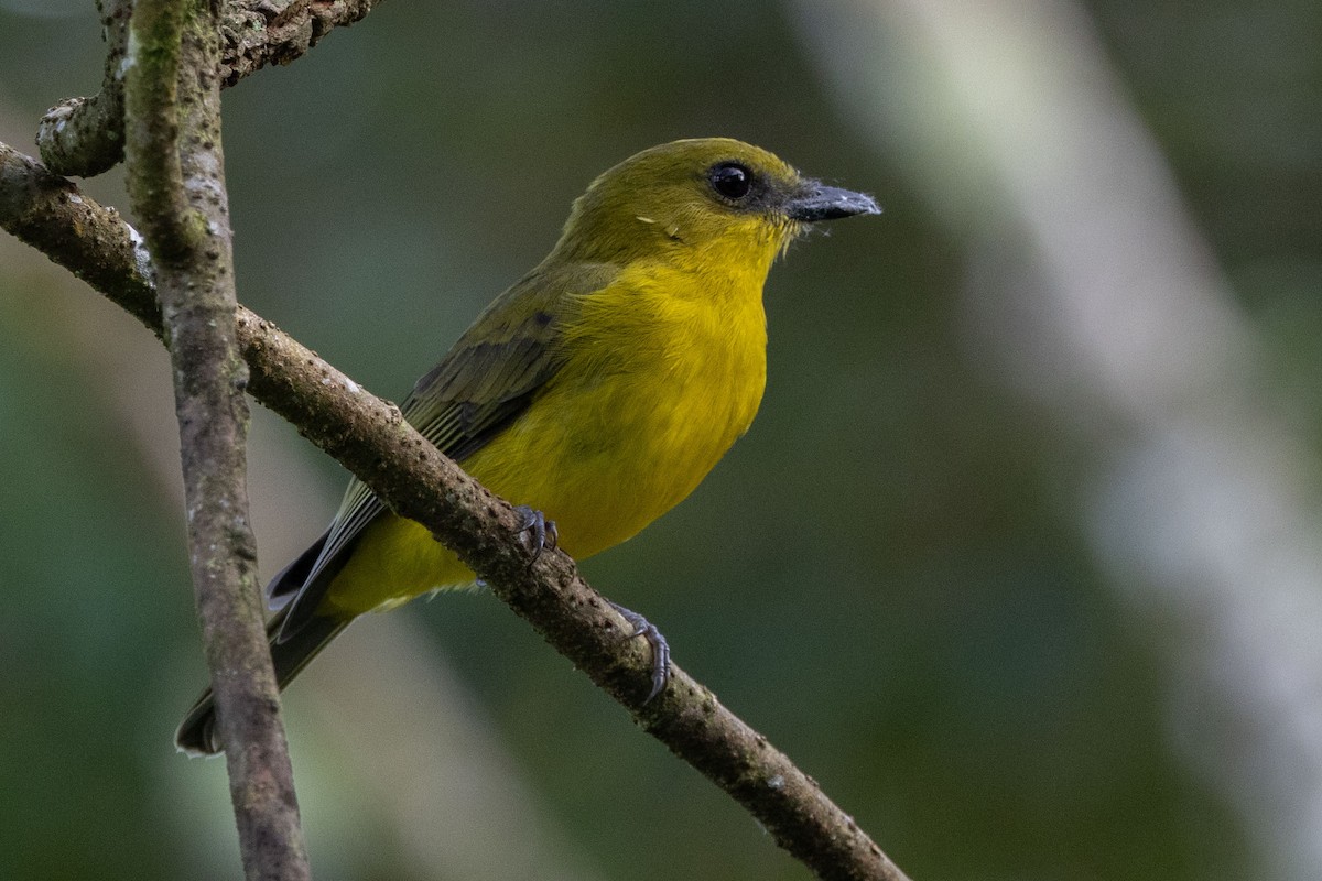 Bornean Whistler - ML643684220