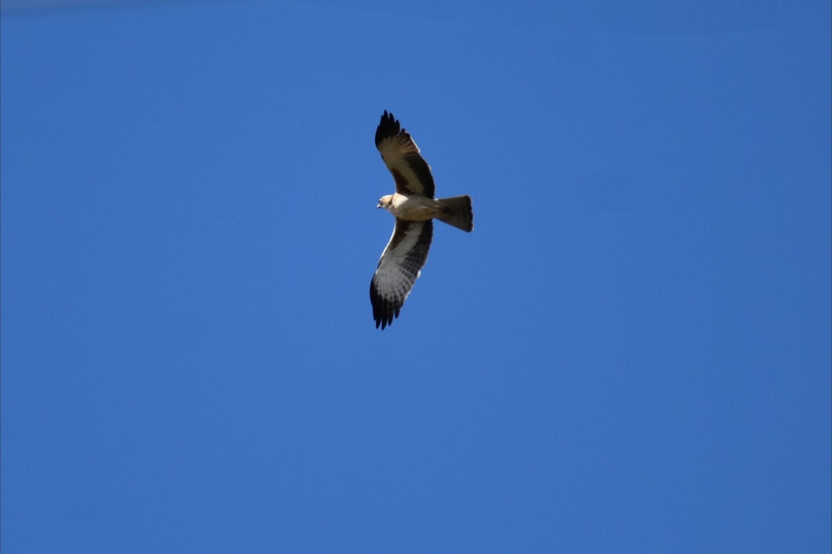 Little Eagle - ML643684252