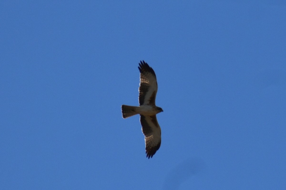 Little Eagle - ML643684253
