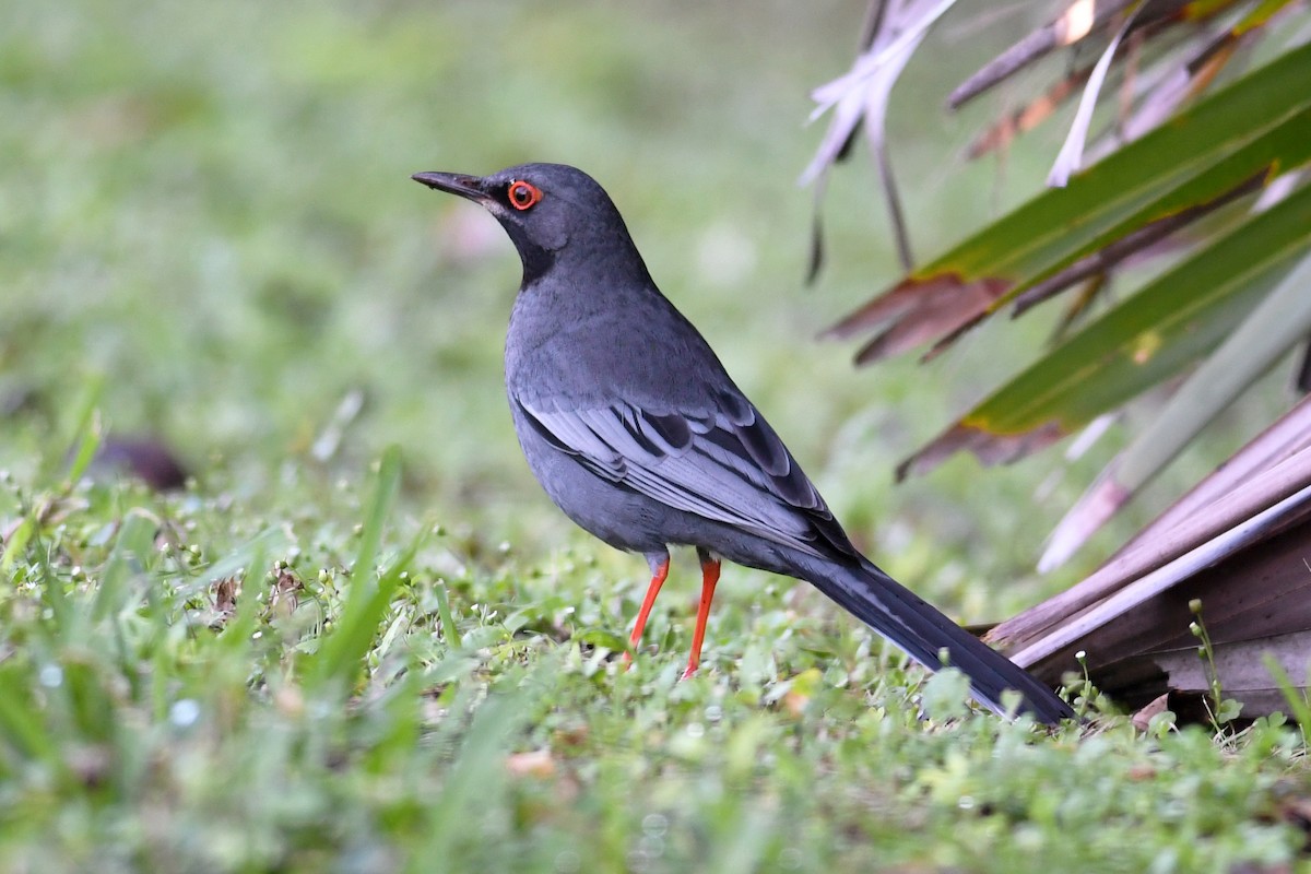 Western Red-legged Thrush - ML643684258