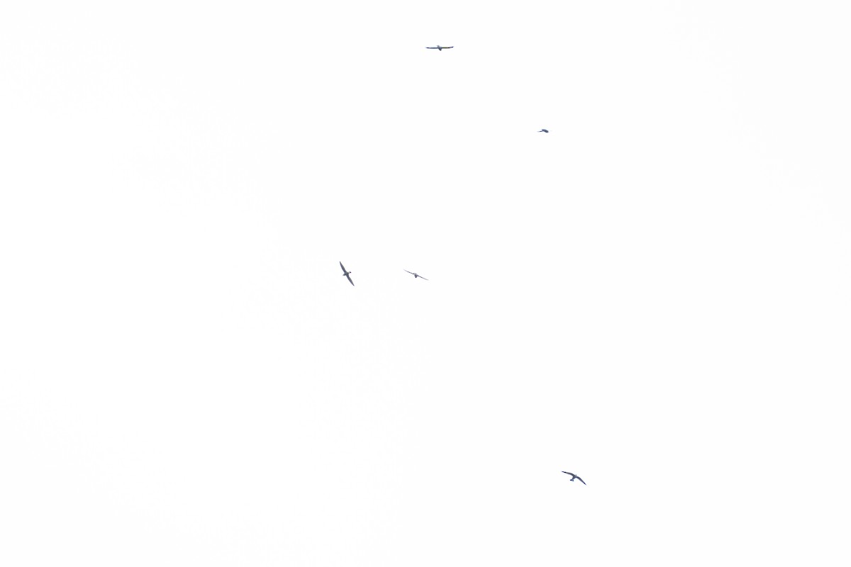 White-throated Needletail - ML643684260