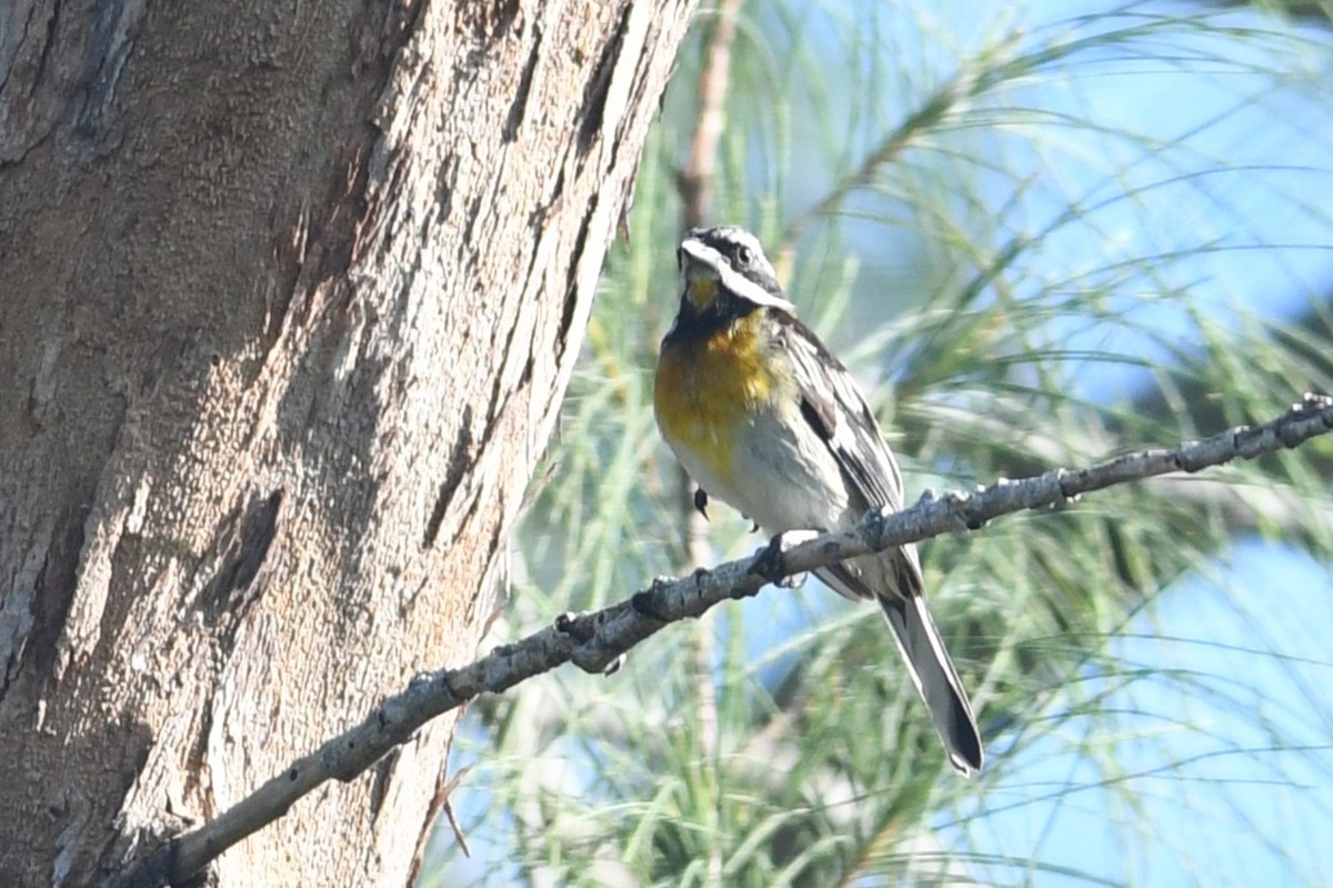 Western Spindalis - ML643684265