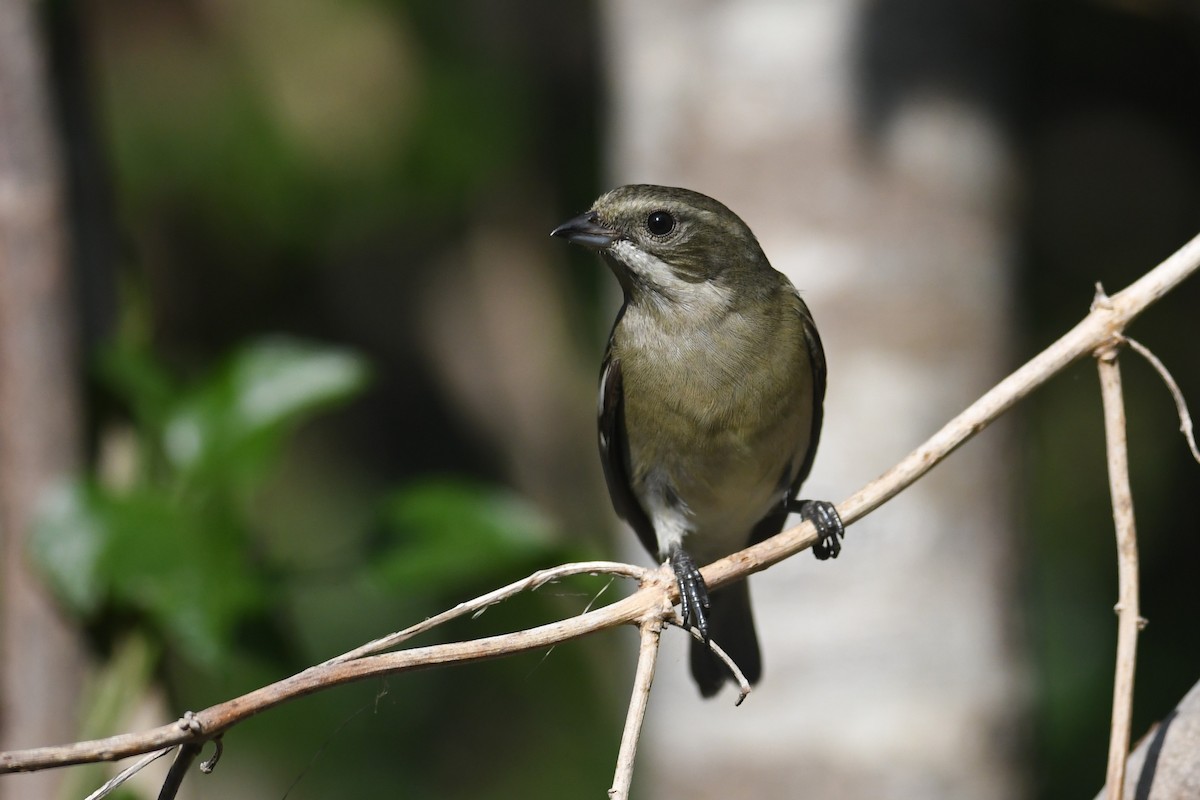 Western Spindalis - ML643684266