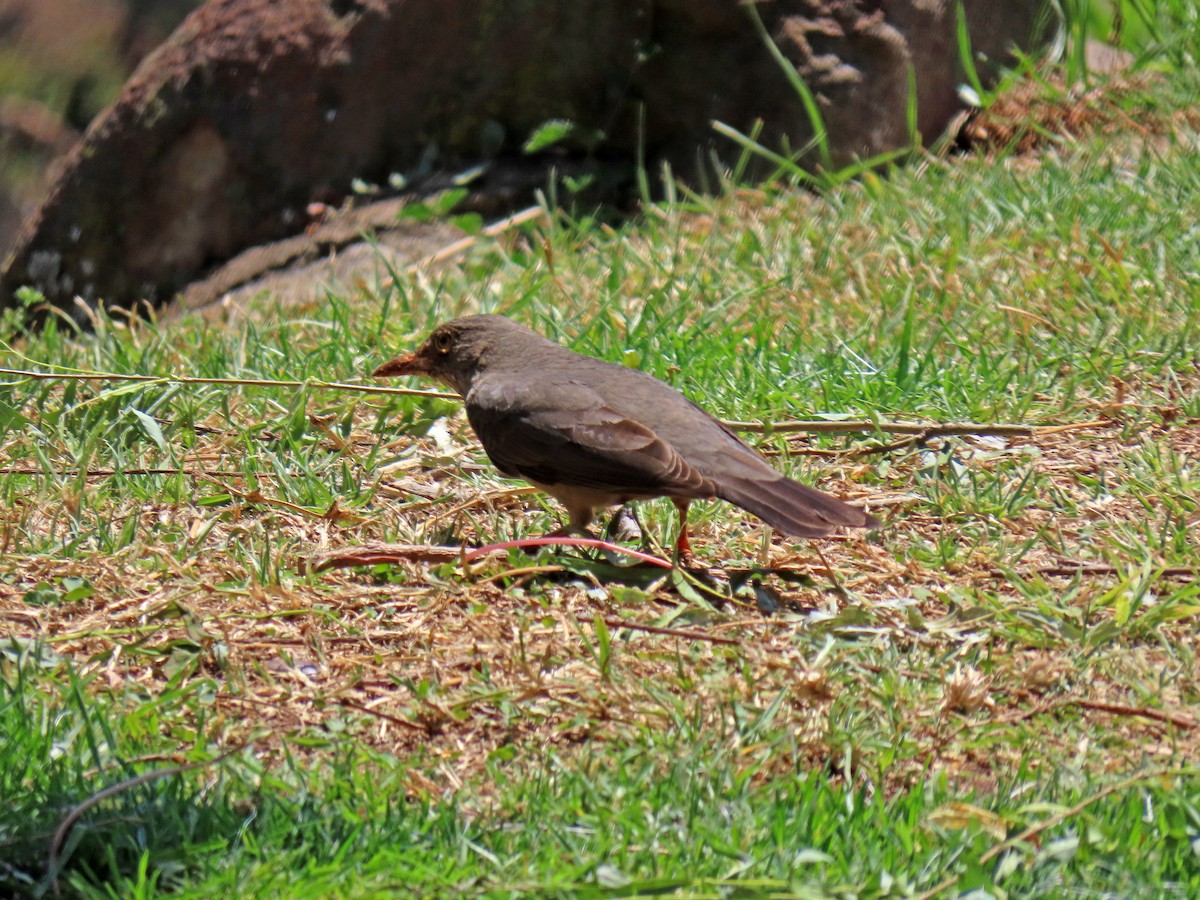 Karoo Thrush - ML643684268