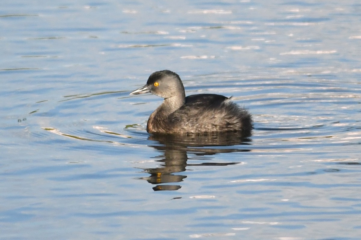 Least Grebe - ML643684294