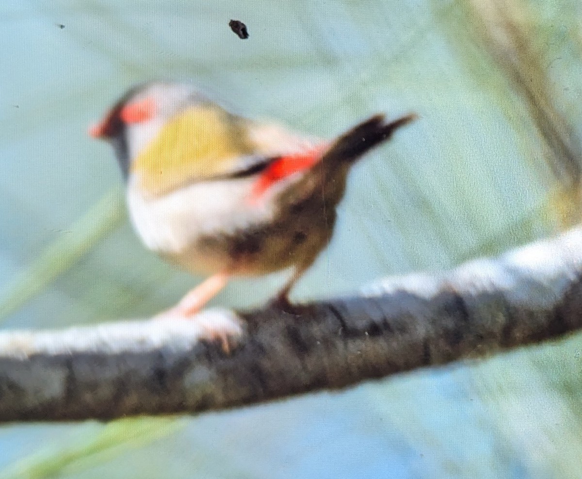 Red-browed Firetail - ML643684295
