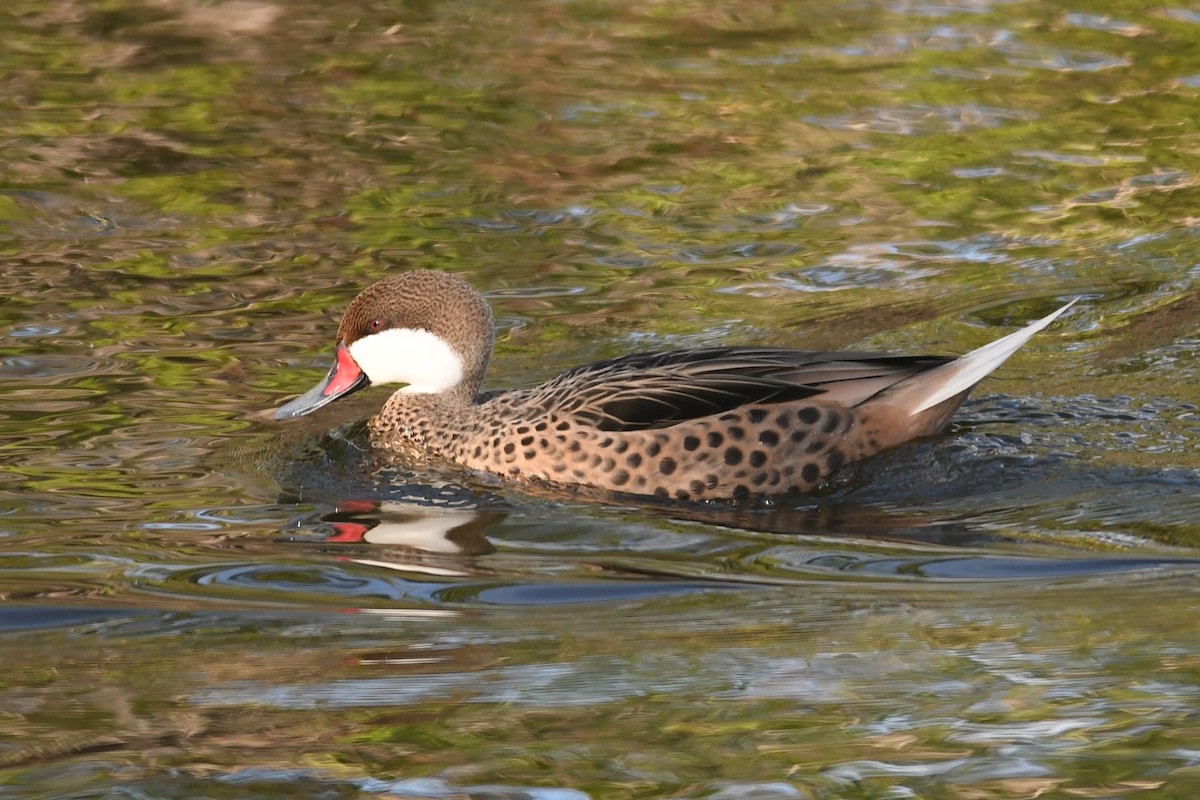 White-cheeked Pintail - ML643684316