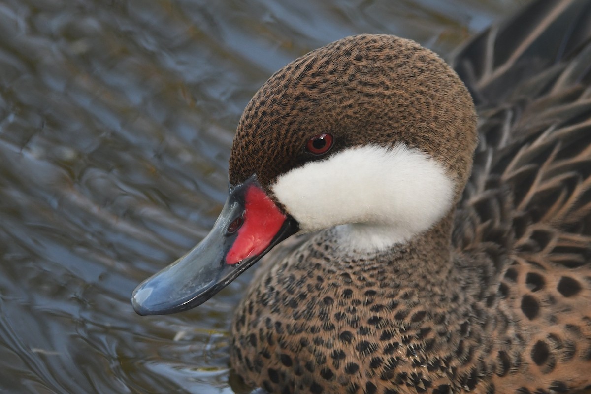 White-cheeked Pintail - ML643684317