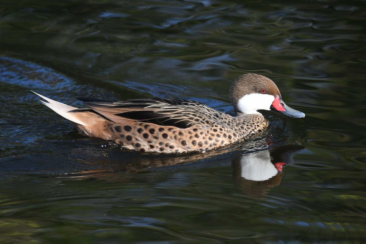 White-cheeked Pintail - ML643684318