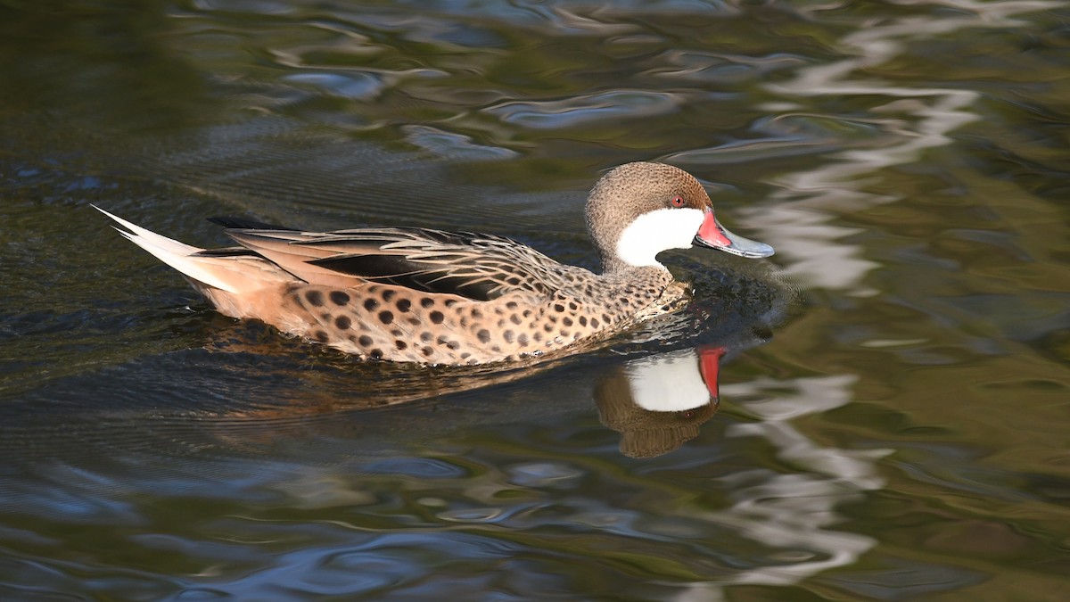 White-cheeked Pintail - ML643684319