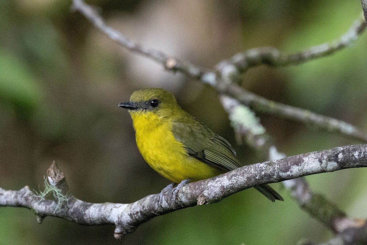 Bornean Whistler - ML643684323