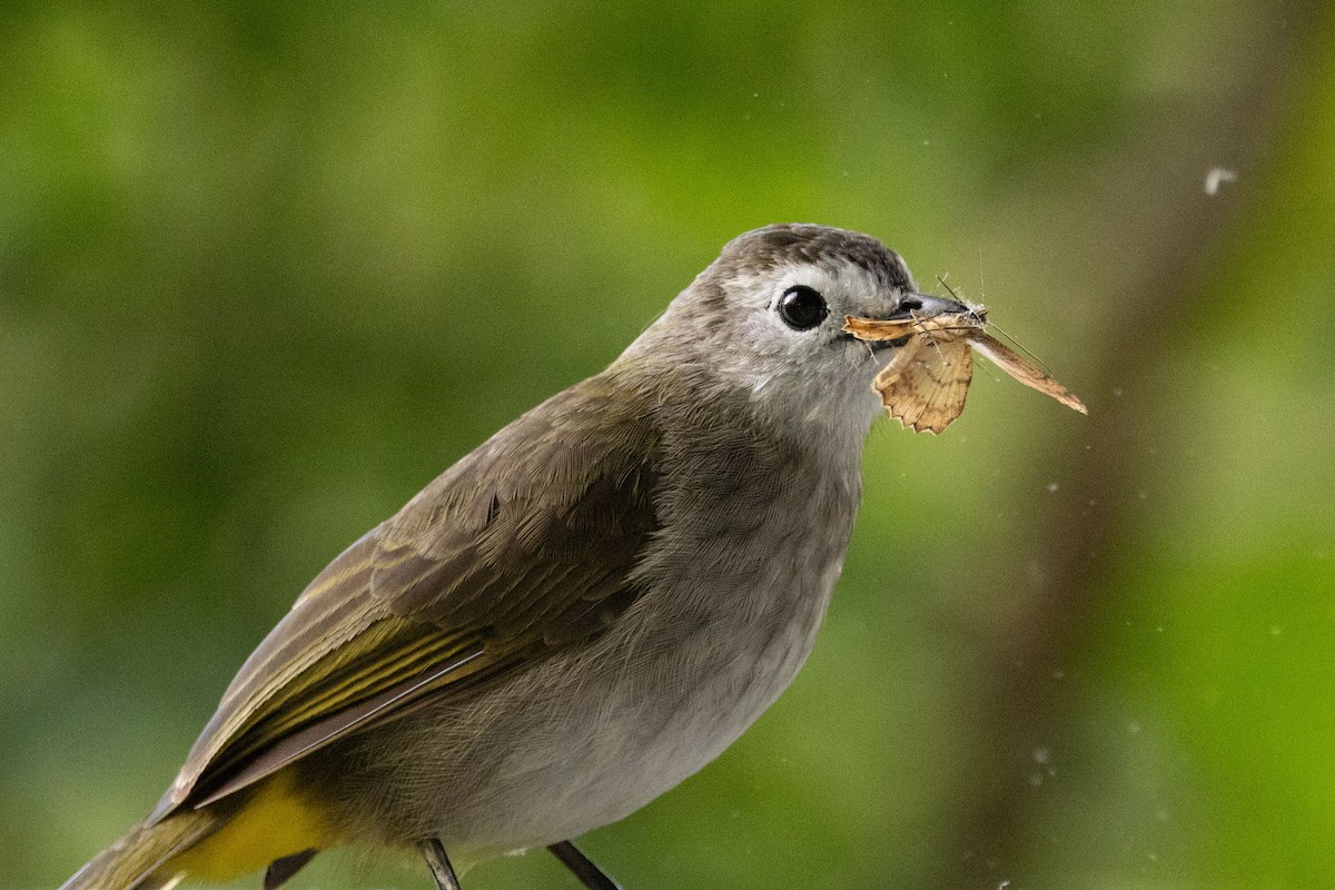 Bulbul à face pâle - ML643684325