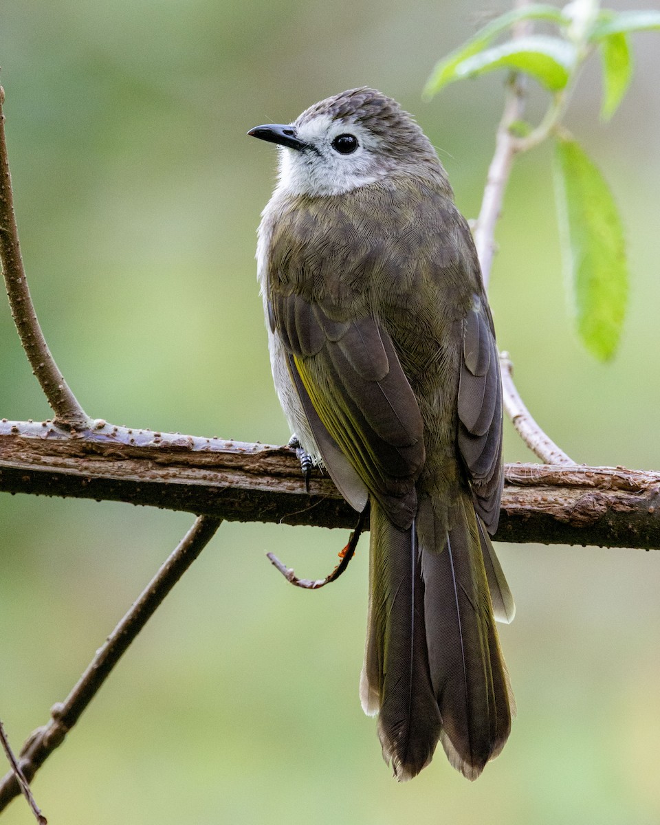 Bulbul à face pâle - ML643684326