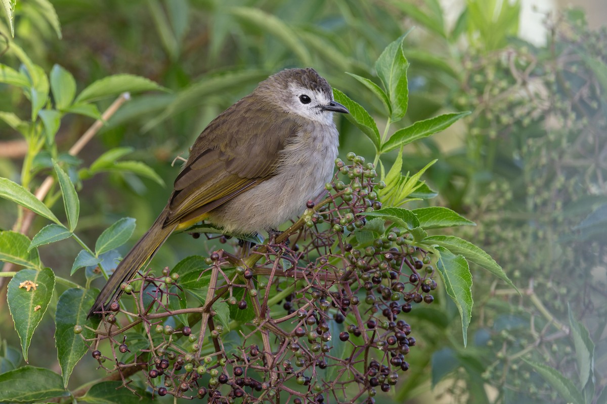 Bulbul à face pâle - ML643684327