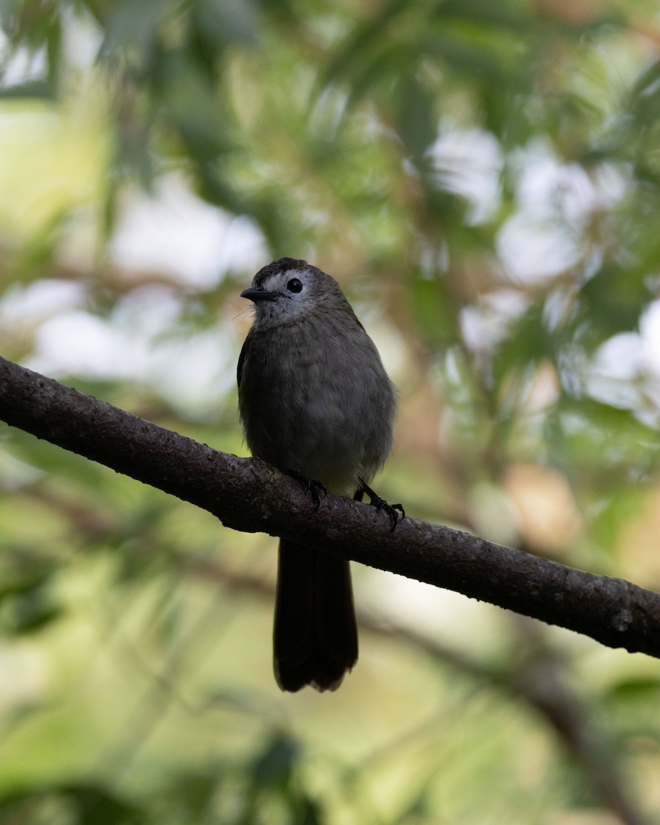 Bulbul à face pâle - ML643684328
