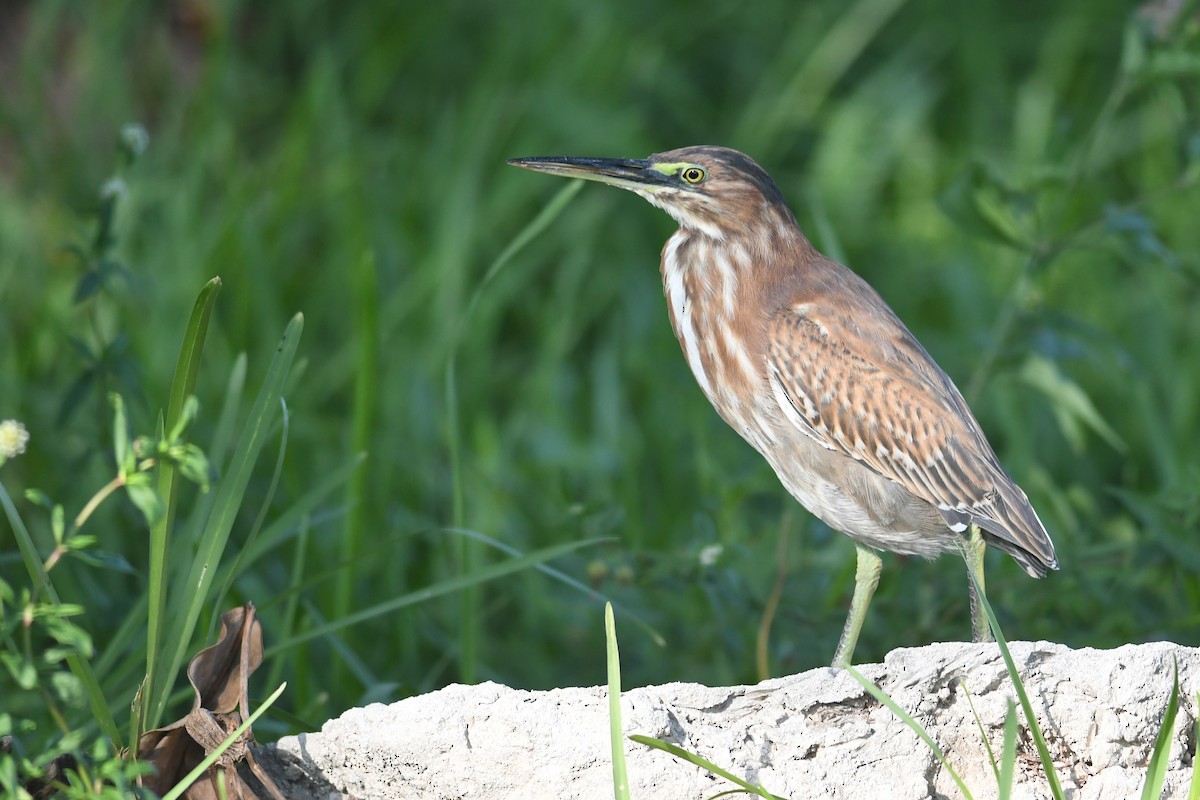 Green Heron - ML643684330