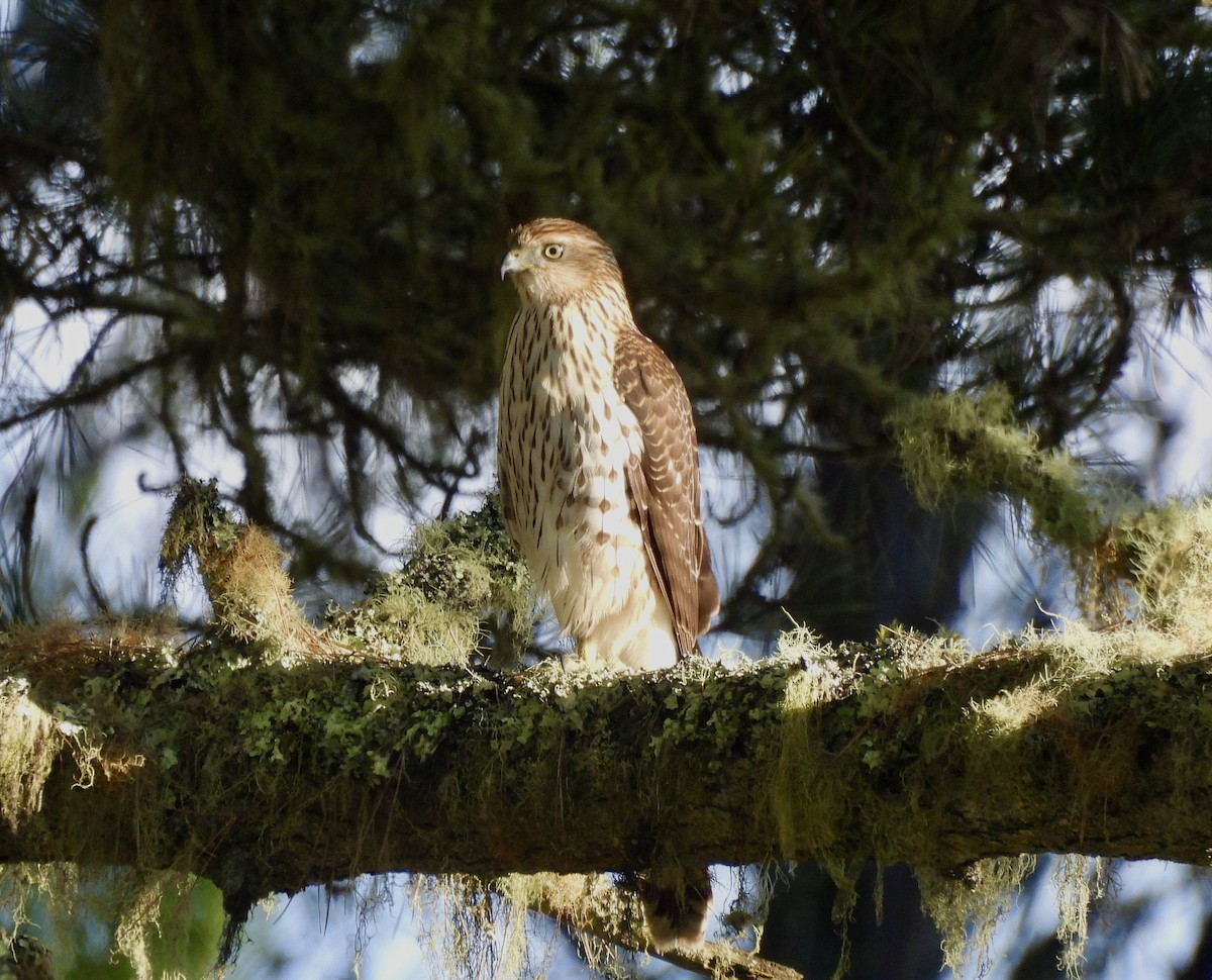 Cooper's Hawk - ML643684343