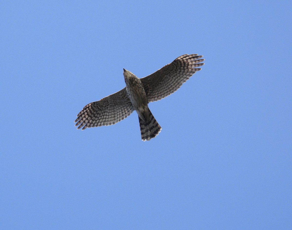 Cooper's Hawk - ML643684347