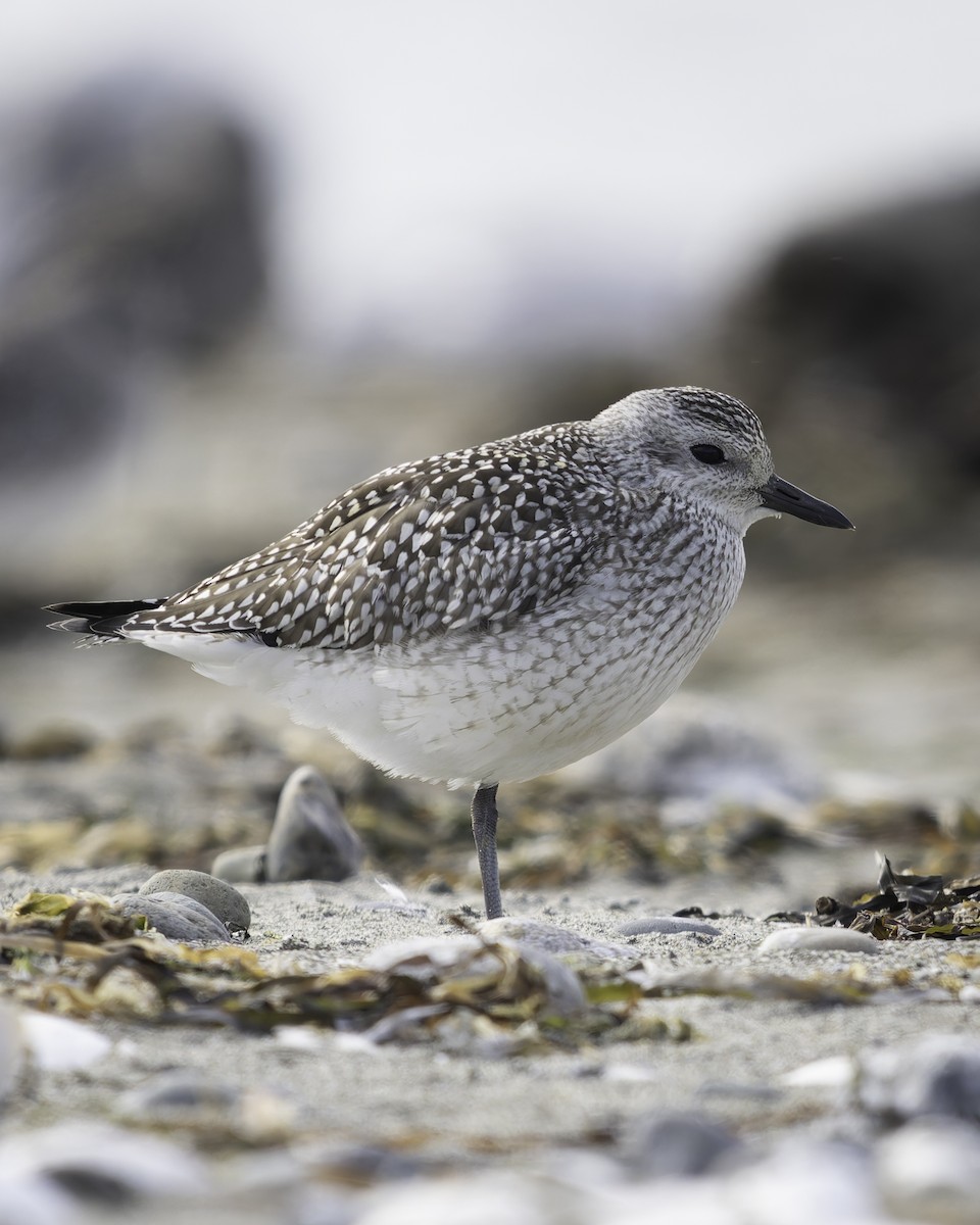 Black-bellied Plover - ML643684349