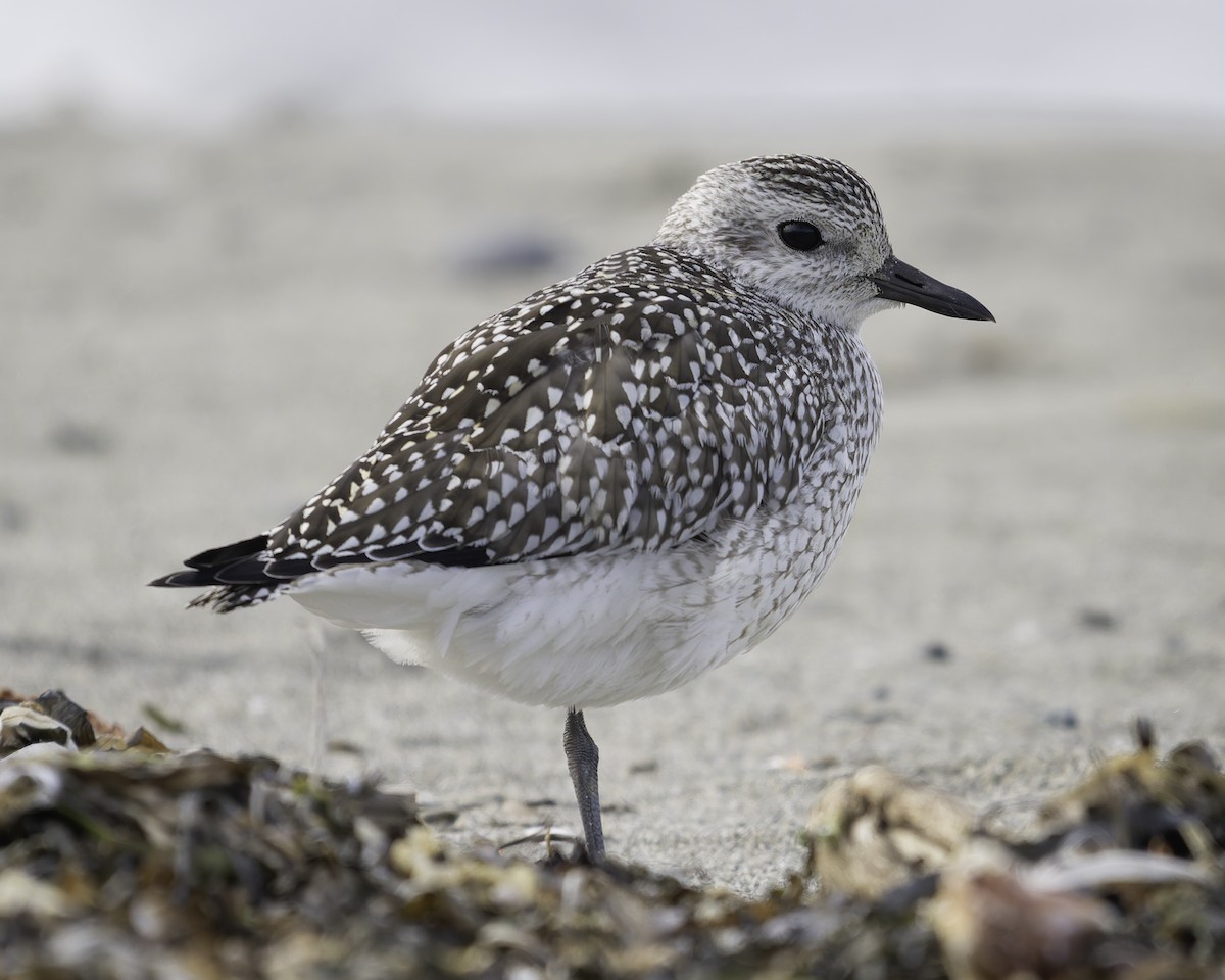 Black-bellied Plover - ML643684350