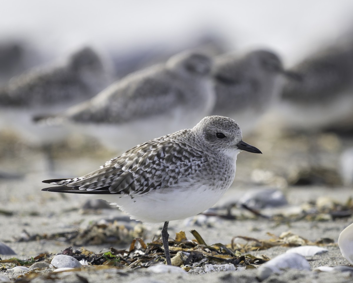 Black-bellied Plover - ML643684351