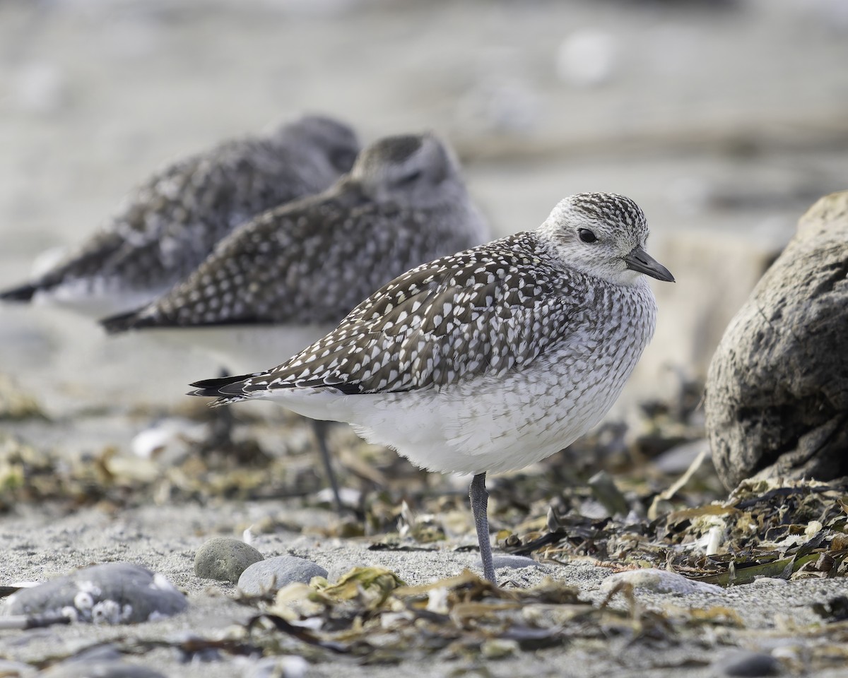 Black-bellied Plover - ML643684352