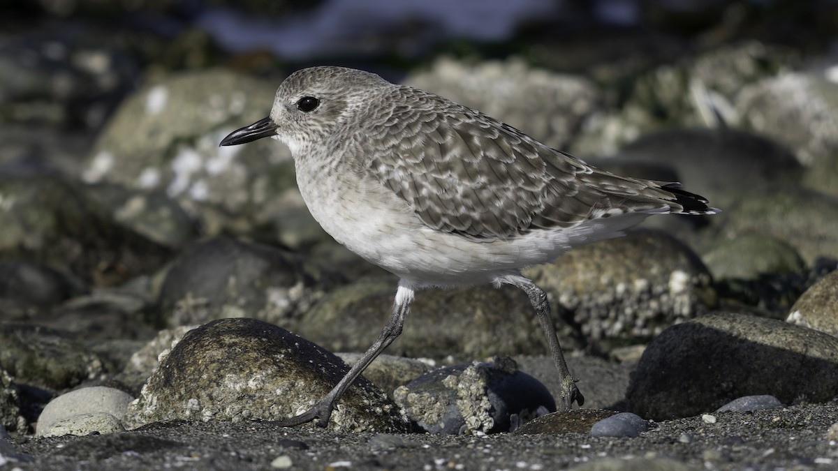 Black-bellied Plover - ML643684353
