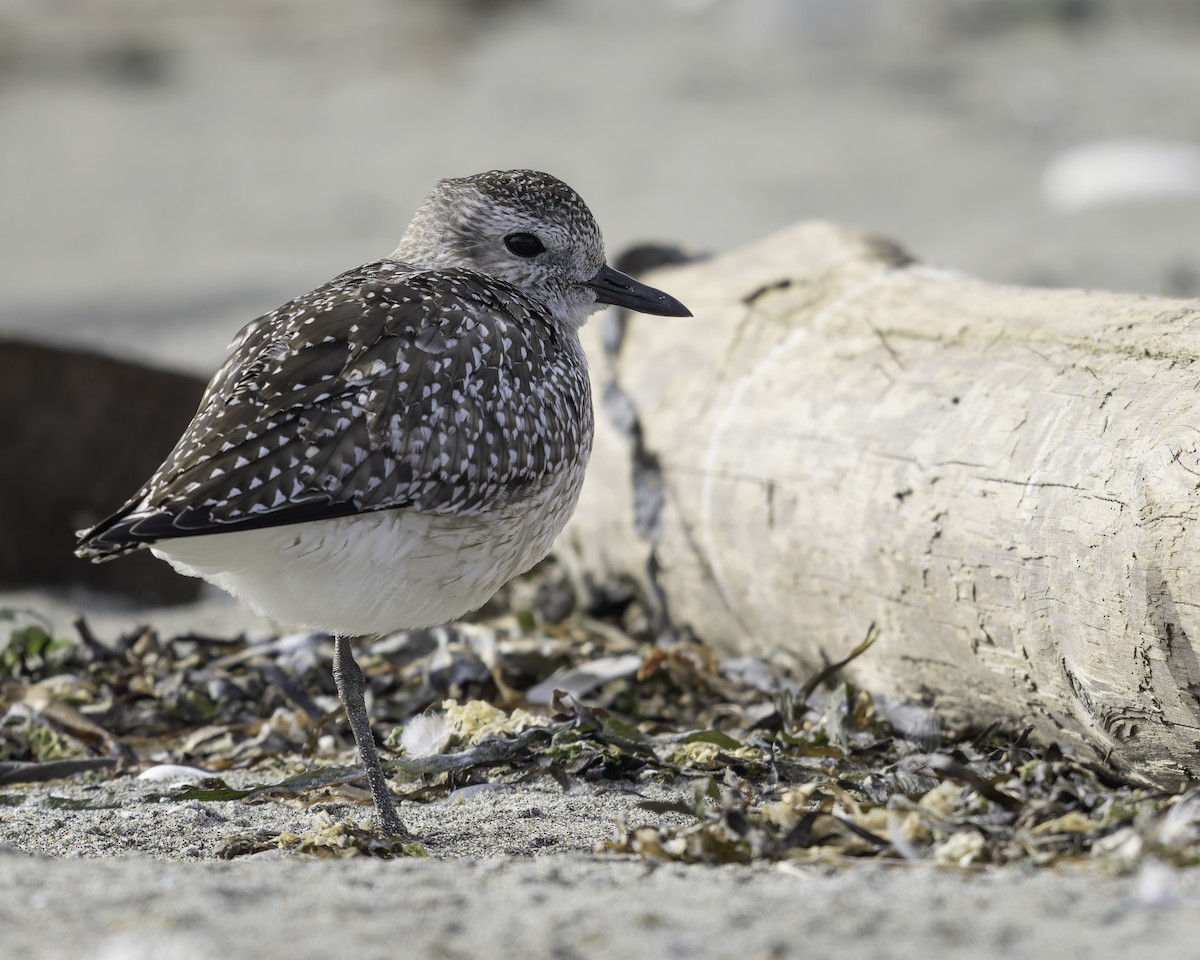 Black-bellied Plover - ML643684354