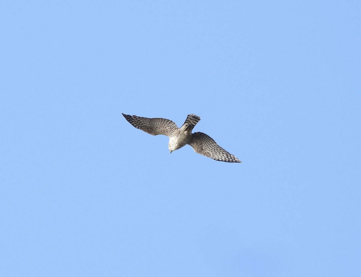 Cooper's Hawk - ML643684364