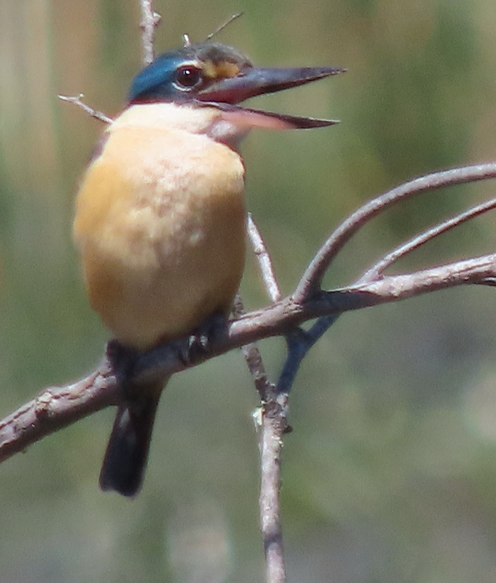 Sacred Kingfisher - ML643684367