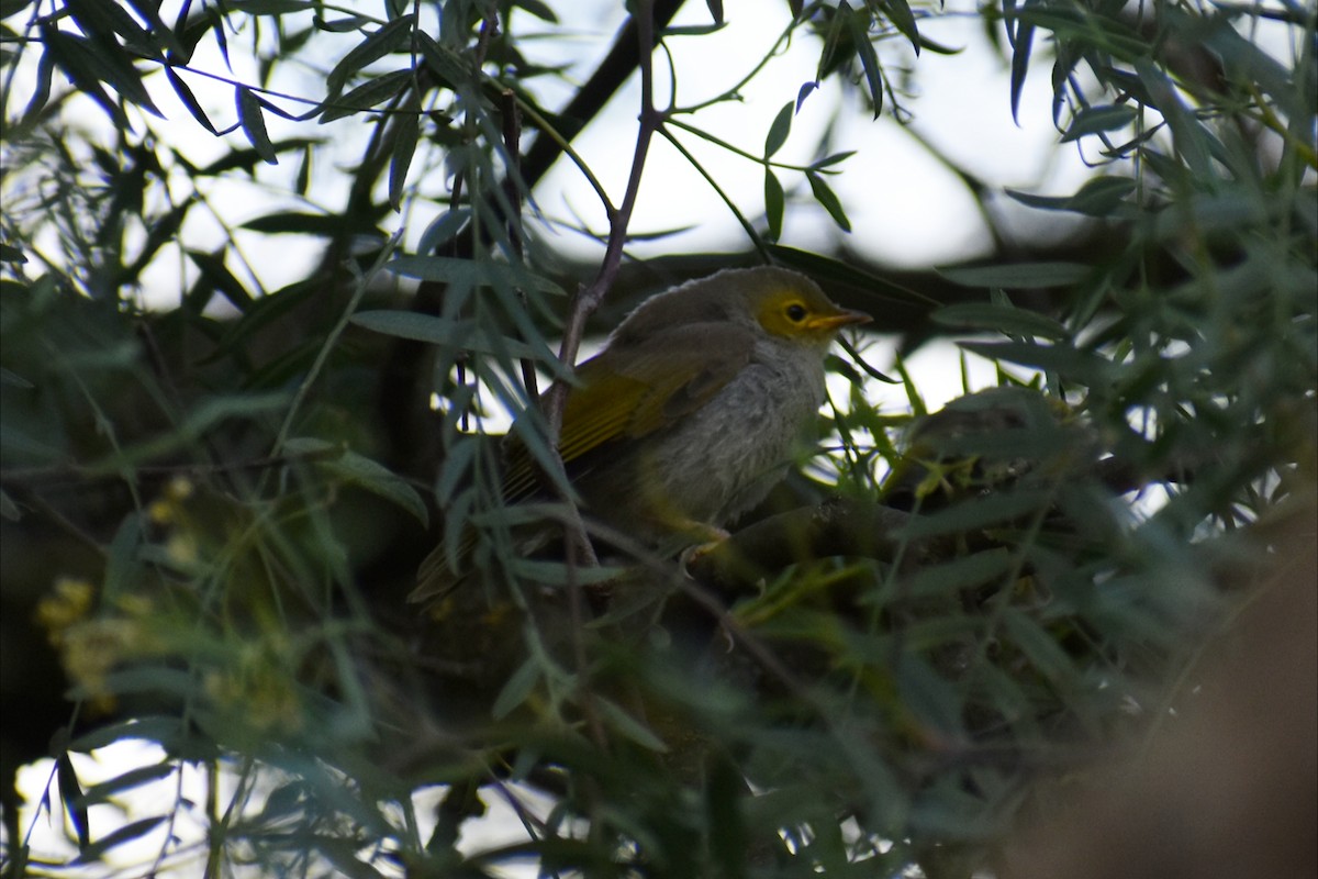 White-plumed Honeyeater - ML643684369