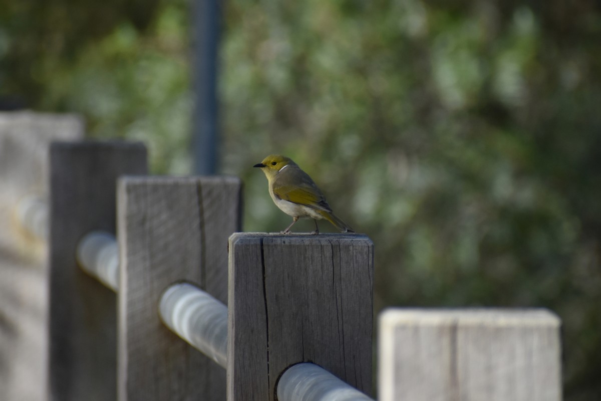 White-plumed Honeyeater - ML643684370