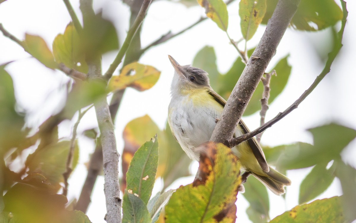 Yellow-green Vireo - ML643684371