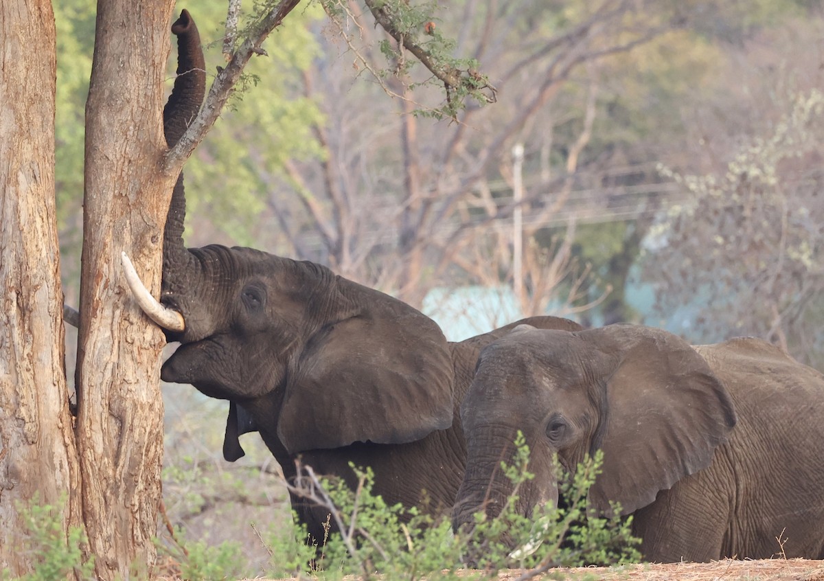 Animals - ML643684372