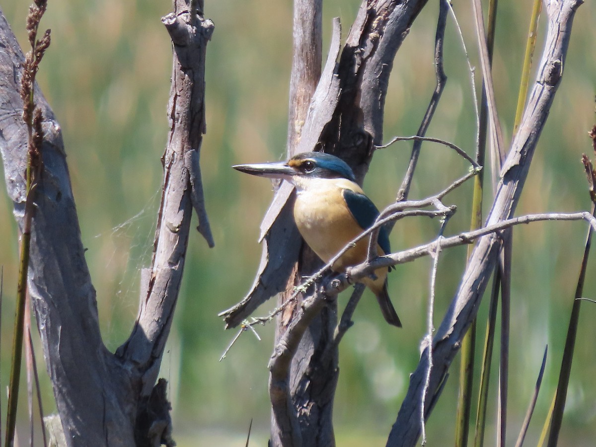 Sacred Kingfisher - ML643684382