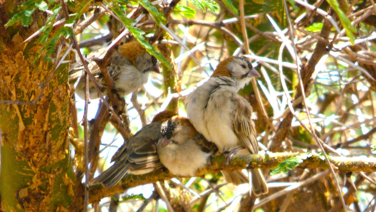 Speckle-fronted Weaver - ML643684388