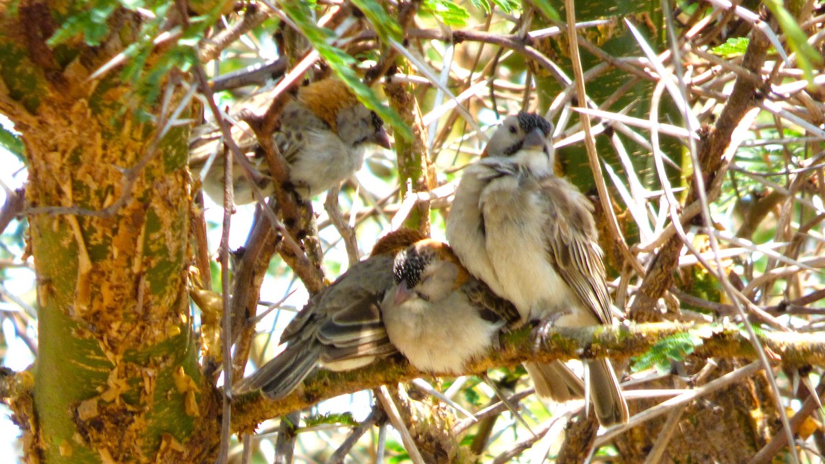 Speckle-fronted Weaver - ML643684389