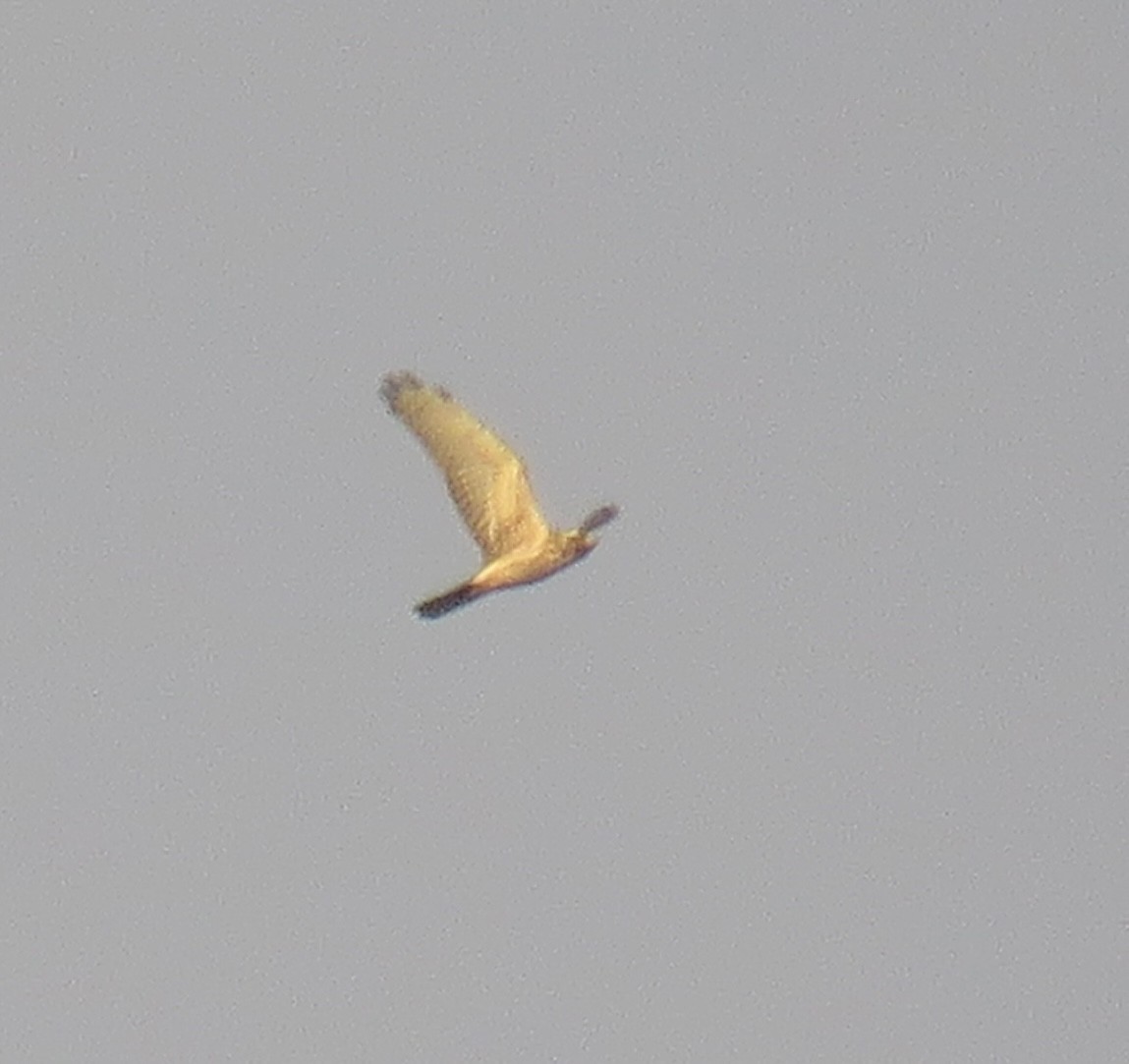 灰面鵟鷹 - ML643684401