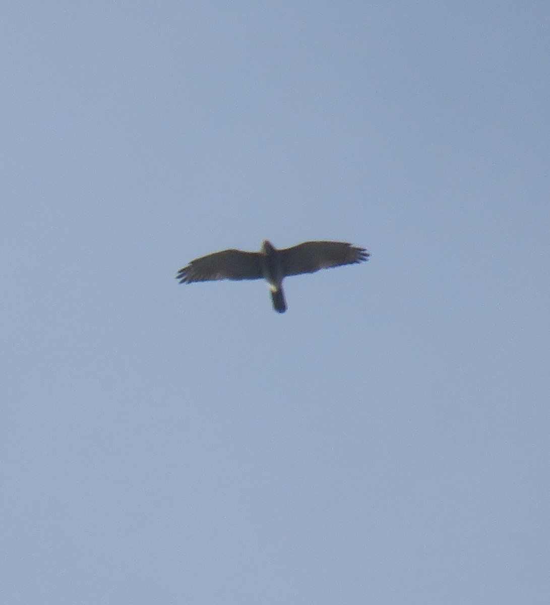 灰面鵟鷹 - ML643684402