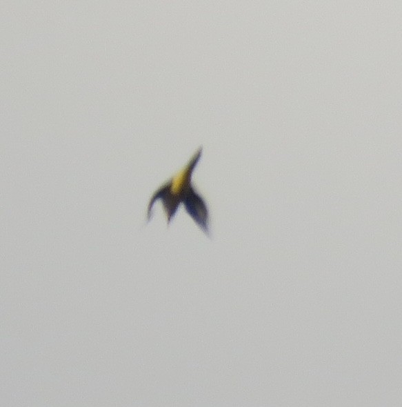 灰鶺鴒 - ML643684418