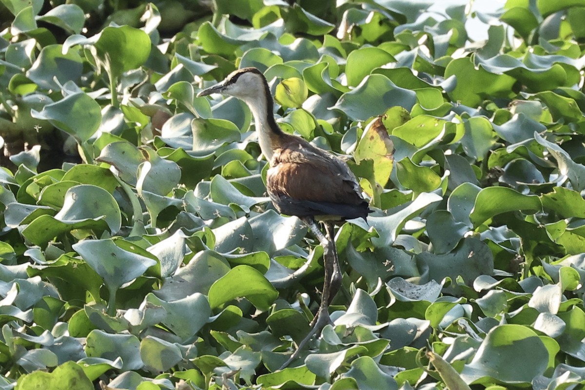 African Jacana - ML643684422